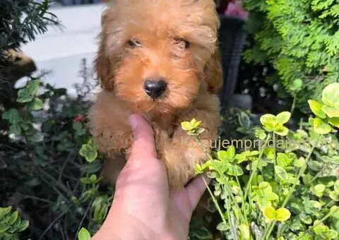 Preslatki dečaci toy pudle u crvenoj i aprikot boji - 7/8