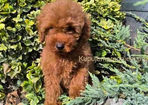 Preslatki dečaci toy pudle u crvenoj i aprikot boji - 8/8