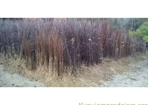 RASADNIK NASTIC SAŠE prodaja voćnih sadnica - 2/3