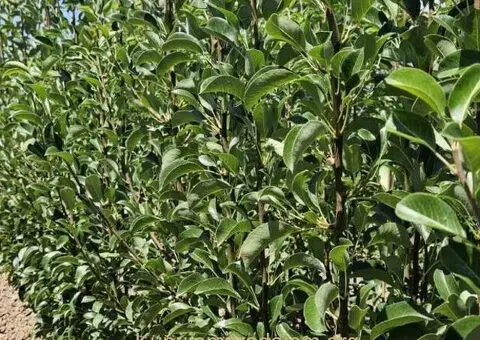 RASADNIK NASTIC SAŠE prodaja voćnih sadnica - 3/3