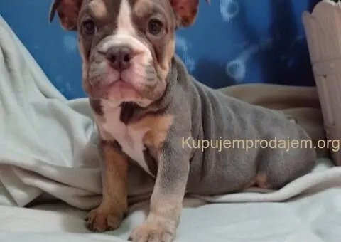 Plave zenkice engleskog buldoga - 1/6