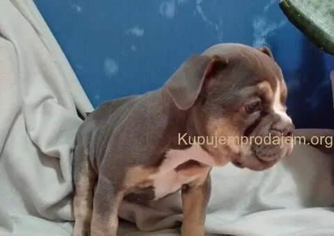 Plave zenkice engleskog buldoga - 2/6