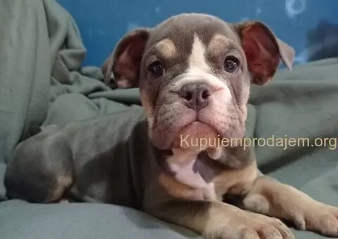 Plave zenkice engleskog buldoga - 3/6