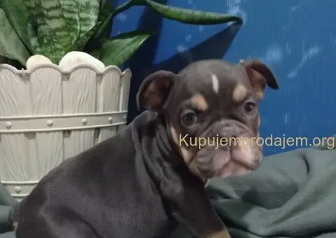 Plave zenkice engleskog buldoga - 4/6