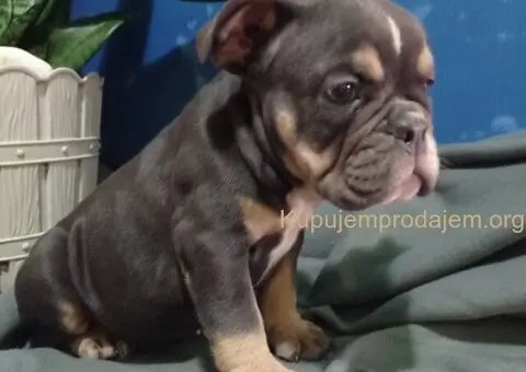 Plave zenkice engleskog buldoga - 5/6