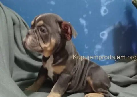 Plave zenkice engleskog buldoga - 6/6