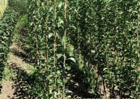 Razne sadnice iz rasadnika NASTIĆ Dragana - 2/3