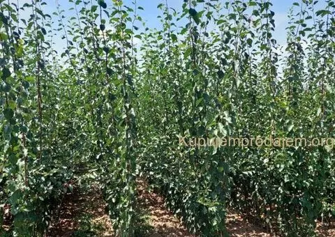 Razne sadnice iz rasadnika NASTIĆ Dragana - 3/3