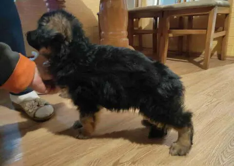 Nemački ovčar – štenci na prodaju