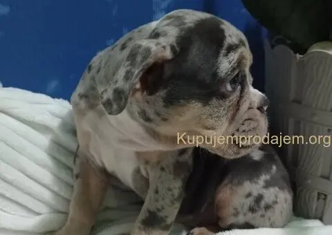 Plavi merle engleskog buldoga - 1/8
