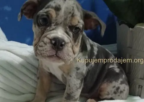 Plavi merle engleskog buldoga - 2/8