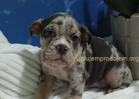 Plavi merle engleskog buldoga - 3/8