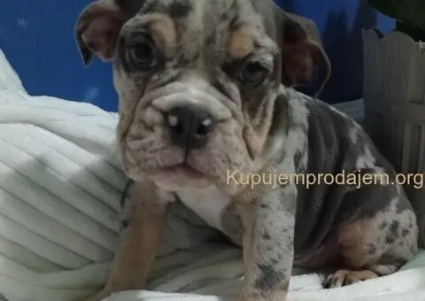 Plavi merle engleskog buldoga - 4/8