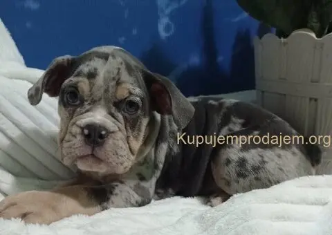 Plavi merle engleskog buldoga - 5/8