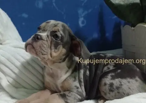 Plavi merle engleskog buldoga - 6/8