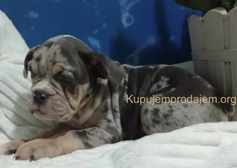 Plavi merle engleskog buldoga - 7/8