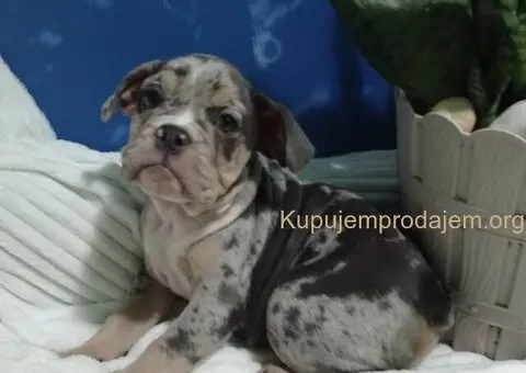 Plavi merle engleskog buldoga - 8/8
