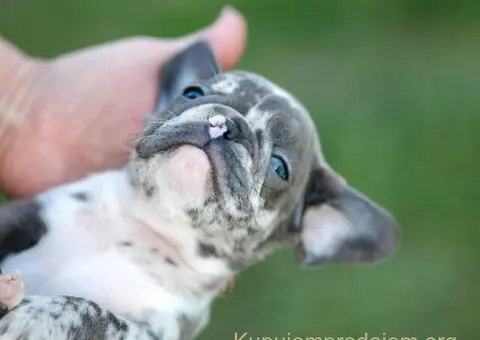 Plavi i merle egzoticni francuski buldozi - 1/5