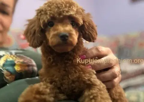 Toy Pudle na prodaju - 1/12