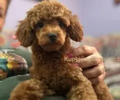 Toy Pudle na prodaju