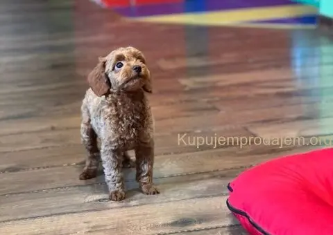 Toy Pudle na prodaju - 2/12