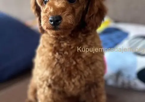 Toy Pudle na prodaju - 3/12