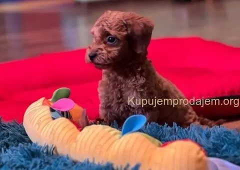 Toy Pudle na prodaju - 4/12