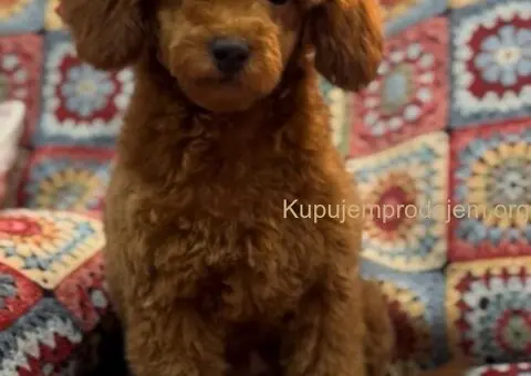 Toy Pudle na prodaju - 5/12