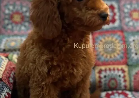 Toy Pudle na prodaju - 6/12