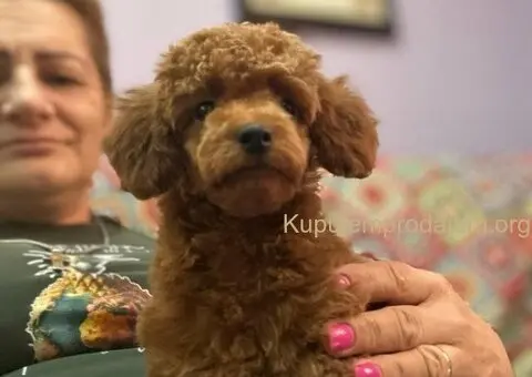 Toy Pudle na prodaju - 8/12