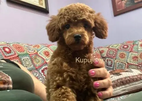 Toy Pudle na prodaju - 10/12