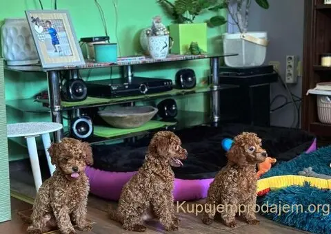 Toy Pudle na prodaju - 12/12