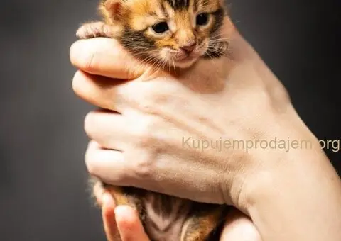 Bengalske macke, bengalsko mace, bengalski macici - 1/15