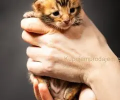 Bengalske macke, bengalsko mace, bengalski macici