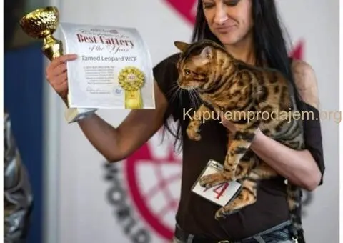 Bengalske macke, bengalsko mace, bengalski macici - 2/15