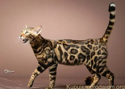 Bengalske macke, bengalsko mace, bengalski macici - 3/15