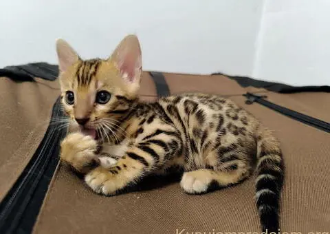 Bengalske macke, bengalsko mace, bengalski macici - 4/15