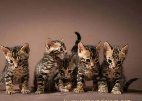 Bengalske macke, bengalsko mace, bengalski macici - 5/15