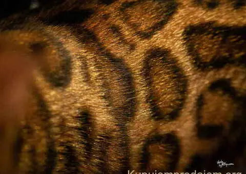 Bengalske macke, bengalsko mace, bengalski macici - 6/15