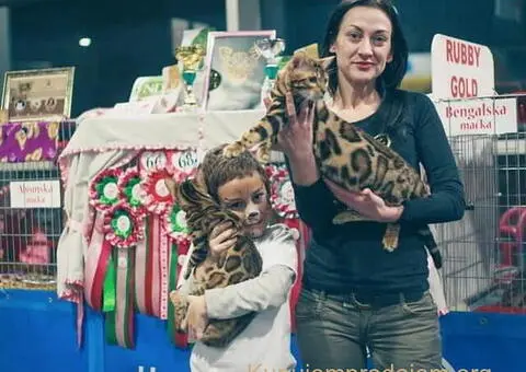 Bengalske macke, bengalsko mace, bengalski macici - 7/15