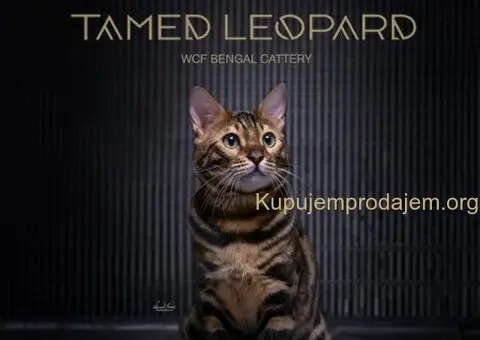 Bengalske macke, bengalsko mace, bengalski macici - 8/15