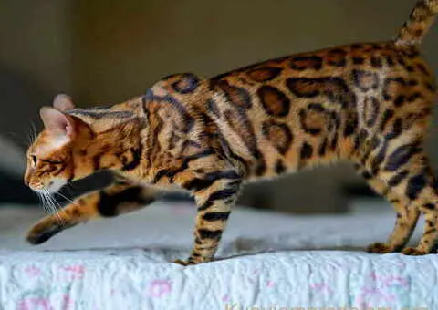 Bengalske macke, bengalsko mace, bengalski macici - 9/15