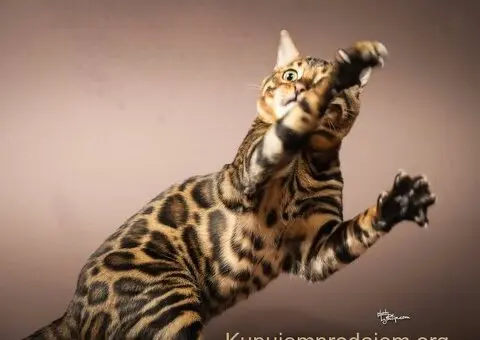 Bengalske macke, bengalsko mace, bengalski macici - 10/15