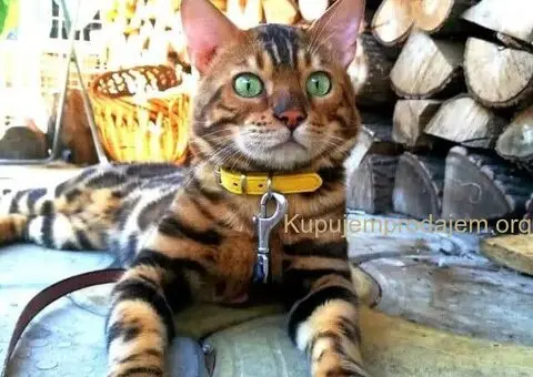 Bengalske macke, bengalsko mace, bengalski macici - 11/15