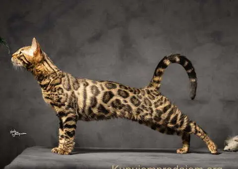 Bengalske macke, bengalsko mace, bengalski macici - 12/15