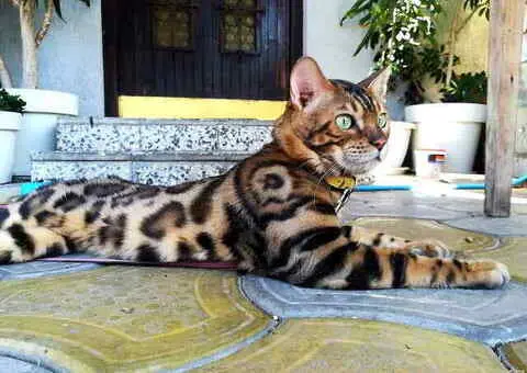 Bengalske macke, bengalsko mace, bengalski macici - 13/15