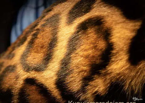 Bengalske macke, bengalsko mace, bengalski macici - 14/15