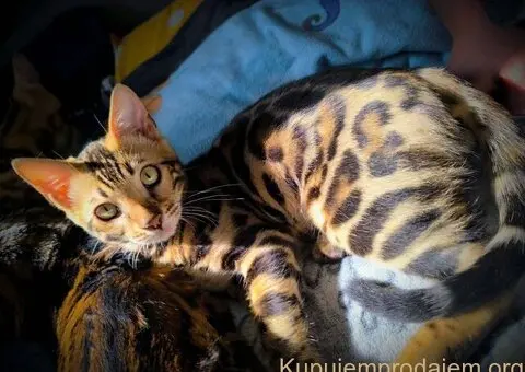 Bengalske macke, bengalsko mace, bengalski macici - 15/15