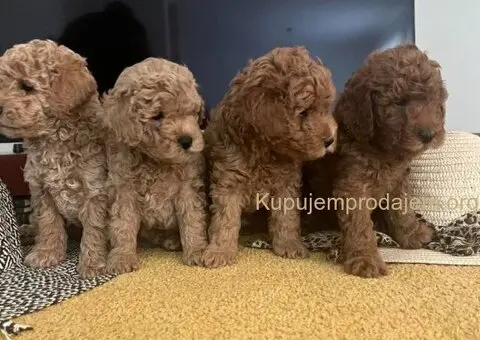 Mini Pudle štenci - 1/6