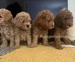 Mini Pudle štenci